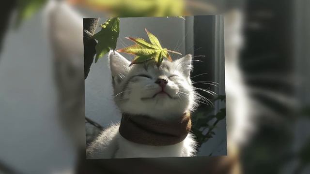 Mitski – My Love Mine All Mine смотреть онлайн