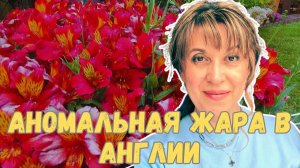 ЖДУ ГОСТЕЙ НА ЛАНЧ В ЖАРУ! ЗАСОХШИЕ ЦВЕТЫ И СОСЕДИ -АНГЛИЧАНЕ.