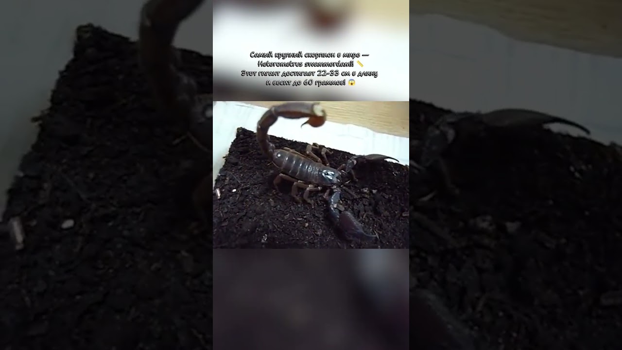 🦂 15 УДИВИТЕЛЬНЫХ ФАКТОВ О СКОРПИОНАХ! 🦂 #животные #скорпионы #scorpion #animals #shorts смотреть онлайн