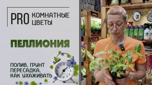 Про растение: пеллиония вариегатная. Как ухаживать за пеллионией, полив, свет, грунт, пересадка.