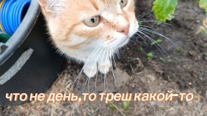 Забыла обо всём на свете .Курицы остались под дождём. Устроила потоп в теплице