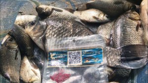 МОРМЫШИНГ Столько карася я еще никогда не ловил на одну приманку