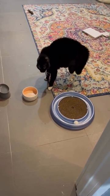 🐈😡🤬