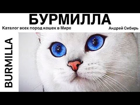 БУРМИЛЛА. ВСЕ ПОРОДЫ КОШЕК МИРА. BURMILLA. смотреть онлайн