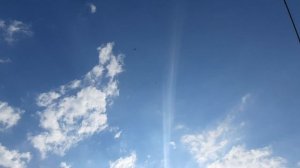 28.06.26 г. Андижанская порода голубей (1)