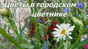 Цветы в городском цветнике.