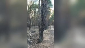 движение в лесу