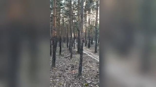 звуки леса смотреть онлайн