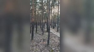 звуки леса
