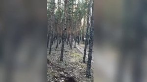 вековые деревья