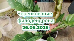 Пересадка, черенкование филодендрона ринг оф файер. 26.06.2026.