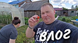 ВЛОГ / МЫ В ДЕРЕВНЕ / ОБЗОР БАБУШКИНОГО ОГОРОДА / КОТ ПОЙМАЛ МЫШЬ / ЛЕТО 2026