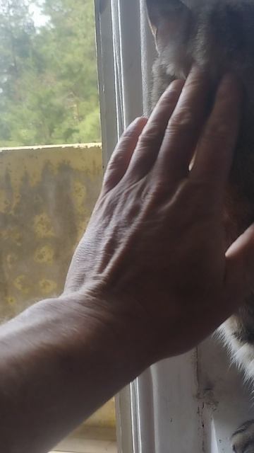 "КОШКИН ДВИЖ" Табу на балкон.