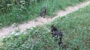 Гуляют и отдыхают котики.