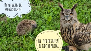 Милая сова сидит на жопоньке, а я докопалась до ежа. Сыч Лучик объедает жабу Наську.Кроша и запасики