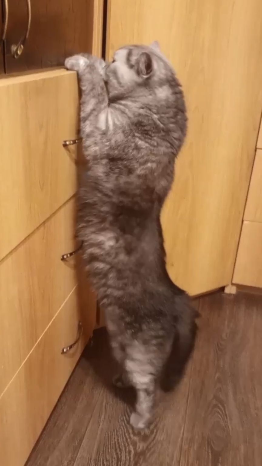 Кот-взломщик