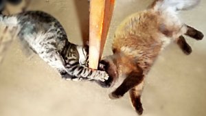 Забавные .Забавные коты