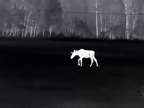 летний лось смотреть онлайн
