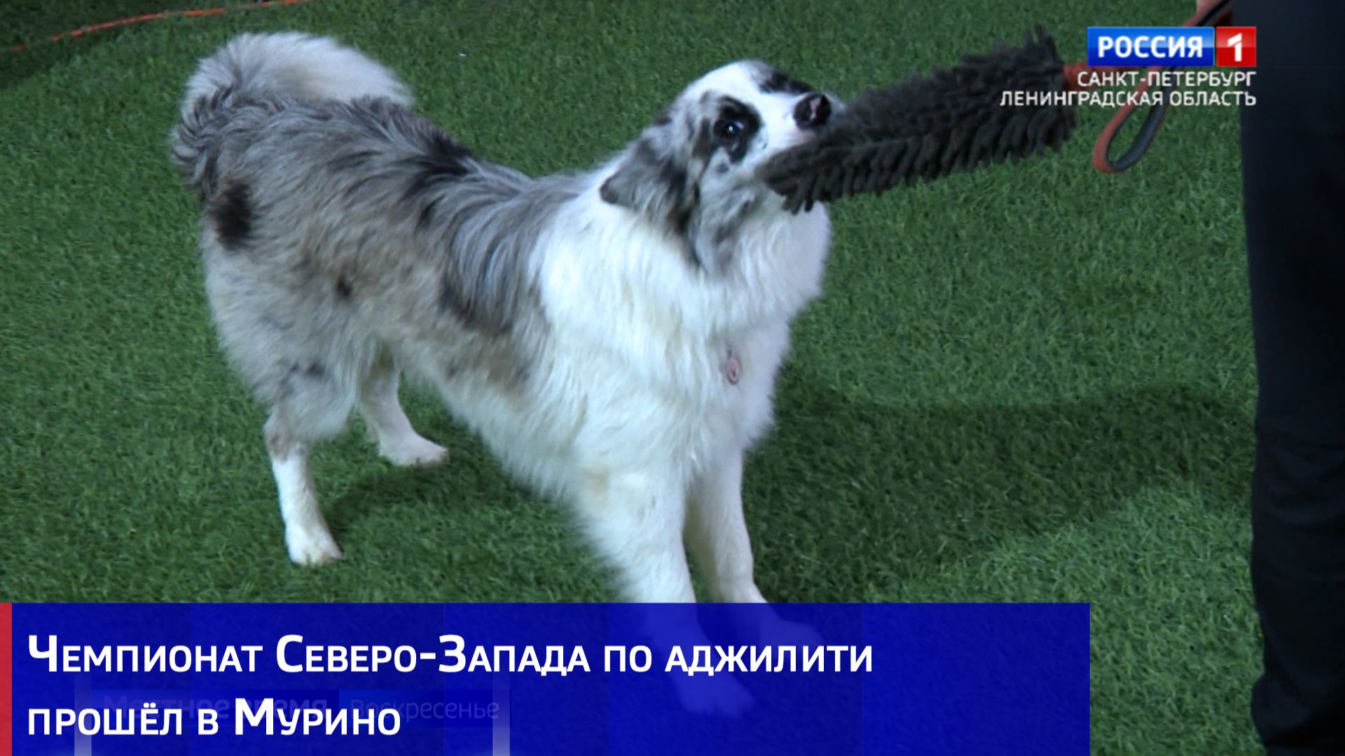 Чемпионат Северо-Запада по аджилити прошёл в Мурино