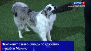 Чемпионат Северо-Запада по аджилити прошёл в Мурино