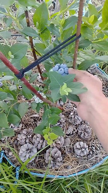 Ягода голубика 🫐 вкусная и полезная на нашем огороде