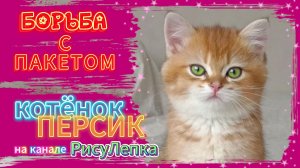 КОТЁНОК ПЕРСИК борьба с пакетом