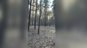 березовый свет