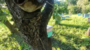 27 Июня. Пасека встречает тишеной