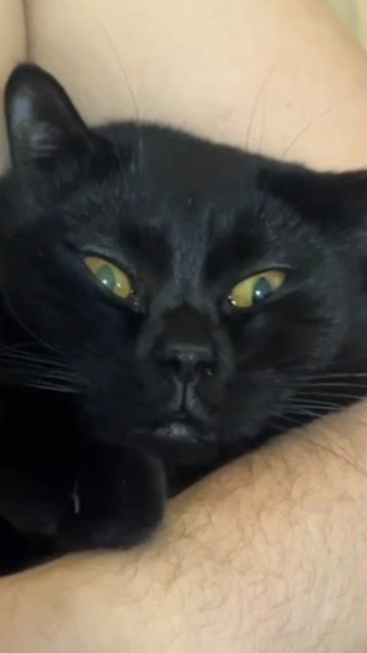 Шотландский котик по имени Василий #шотландскийкотенок #котики #cat