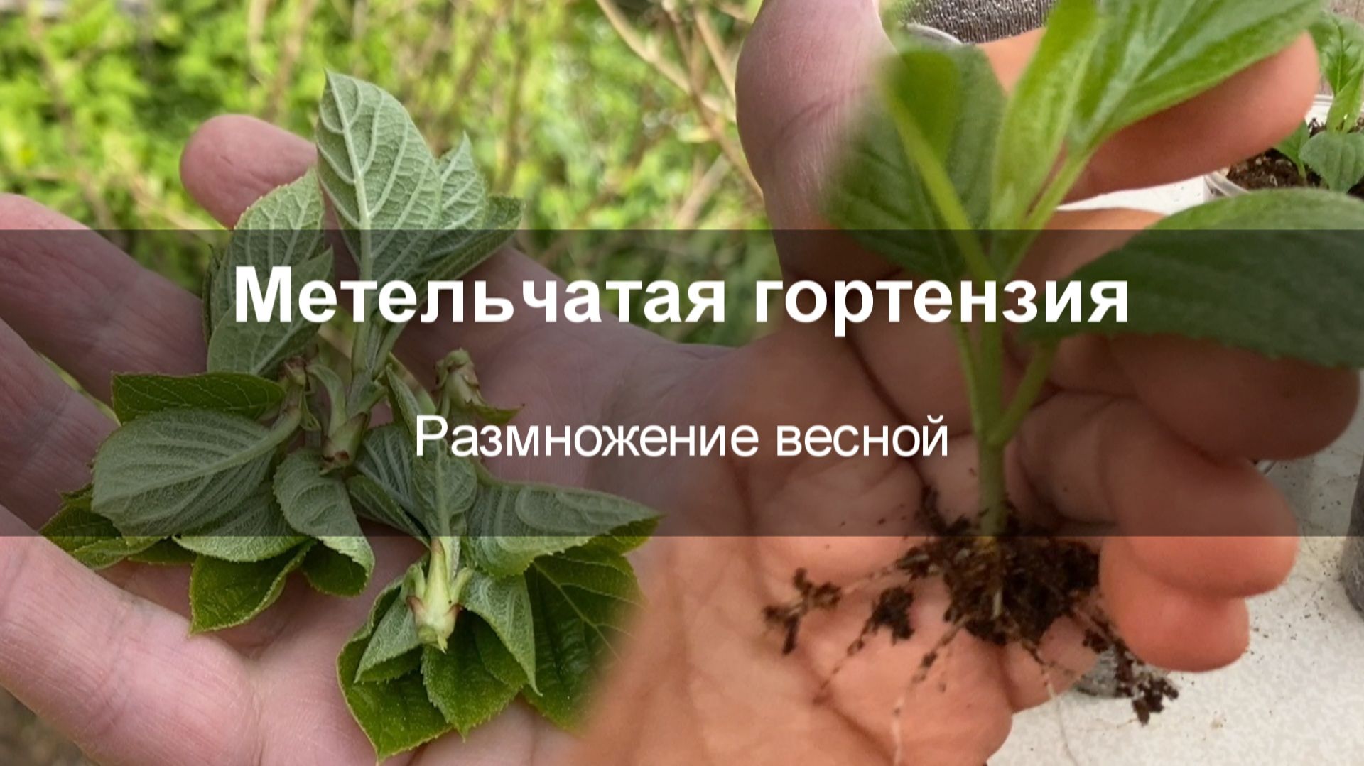 Гортензия