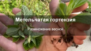 Метельчатая гортензия - Размножение весной ОТ и ДО