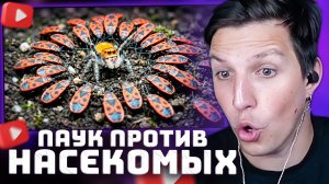 ПАУК РОДРИГО ПРОТИВ ДИКИХ НАСЕКОМЫХ С ЛЕСА | РЕАКЦИЯ МАЗЕЛЛОВА