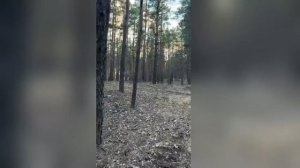 вверх на кроны