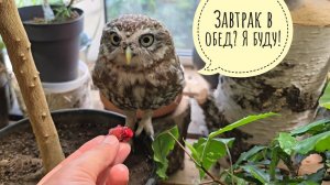 Курочка жарится в угольках. Олени в поле! Сыч Лучик на страже лимонов и в ожидании завтрака