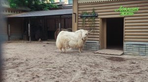 🦘Московский зоопарк - самый известный зоопарк России🐼