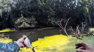 Воблеры ZIPBAITS RIGGE 35 and FOP 32 Ловля БЕЛОГО ХИЩНИКА!!!