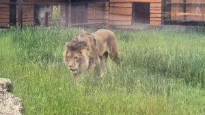 Не ходите без цветов на свидание #lion #zoo #animals #минскийзоопарк #bigcat #шерхан