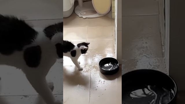 #194 Самые смешные животные. Приколы с котами и собаками