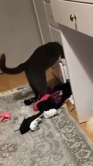 Когда забыл, где лежит заначка 😾