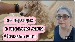 Не верящим Показываю перелом Сходили в ветеринарную клинику