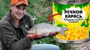 Килограммовые караси на кукурузу, давно таких не ловил! Ловля карася на фидер.