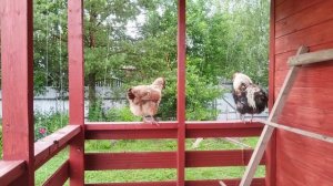 Моя красавица пришла покушать 🤗