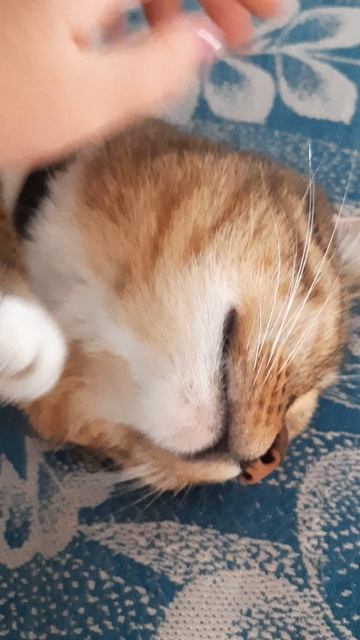 кисюша❤ смотреть онлайн