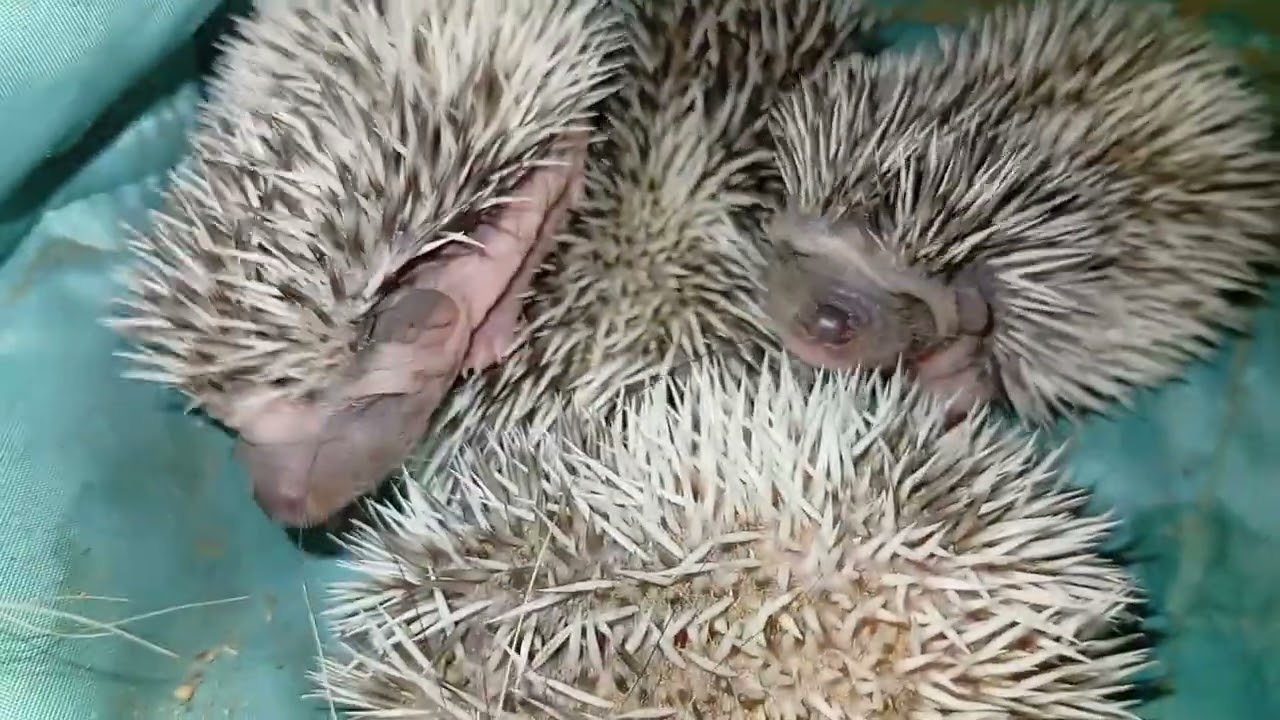 🥰🦔 Ёжик Фила многодетная мать! Д.12 Fila hedgehog #ezhikafro #hedgehog #funnyvideo #family #ёжик смотреть онлайн
