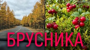 БРУСНИКА