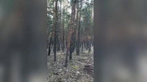 волшебный лес