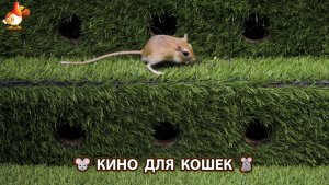Видео для кошек про крысок развлекать питомцев 🐭🐀😂 571