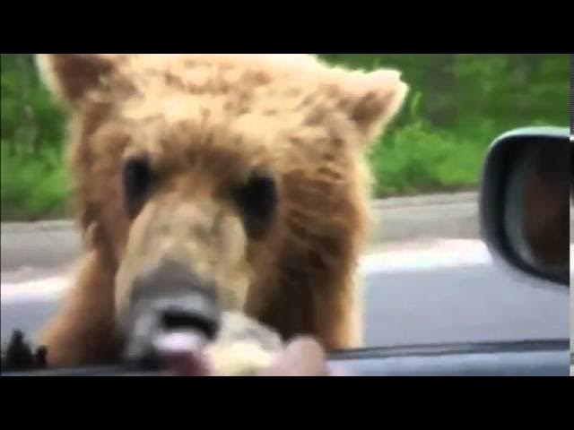 Молодой медведь вышел на дорогу к людям!