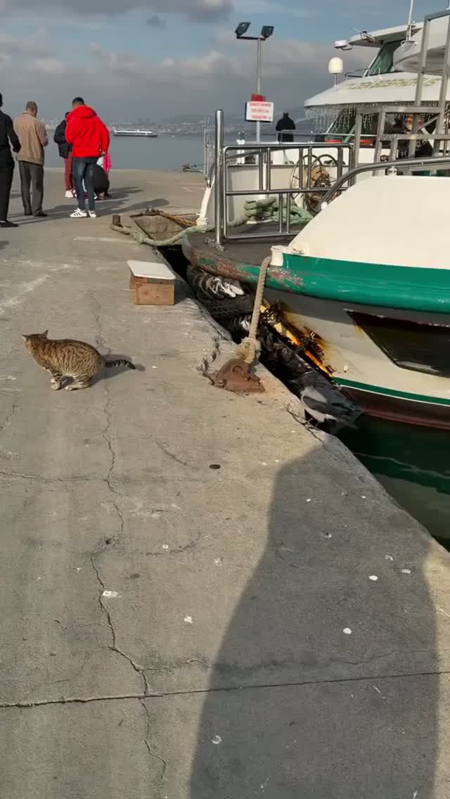 Кот и ворона