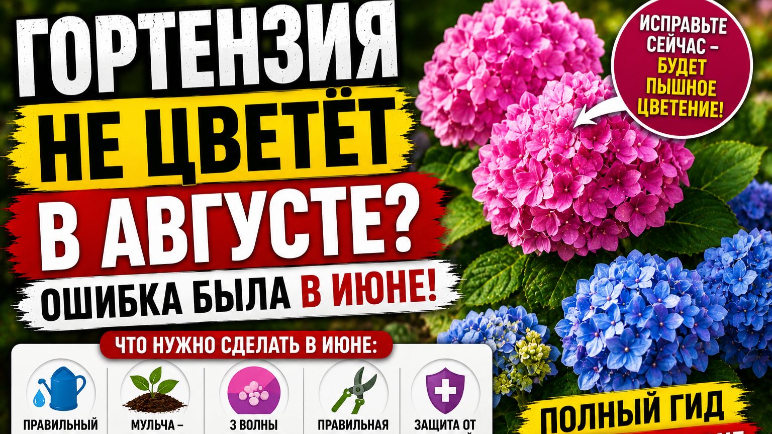 Почему гортензия не цветёт? Весь уход за июнь в одном видео